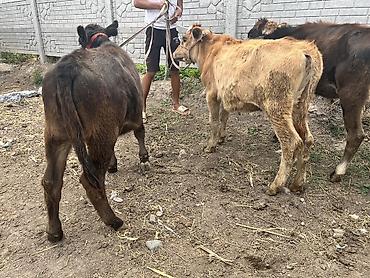 Продам с/х животных: Продаю | Тёлка | Полукровка, Ангус, Швицкая | На откорм | Привязанные — 1