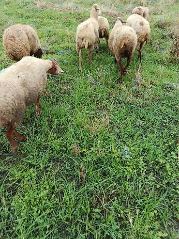 hind quşu cucesi: Qoca qoyunlarıdi icinde 3 aylıq bogazda var qiymət 210 sonu budu — 6