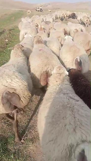 at satışı gəncə: Dişi, il: 1, Damazlıq, Pulsuz çatdırılma — 3