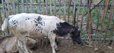 Коровы, быки: Продаю | Музоо, торпок | Бельгийская | Для разведения | Искусственник