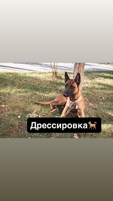 cl 7: 🐕 Дрессировка собак | Индивидуальные занятия Помогу обучить вашу — 1
