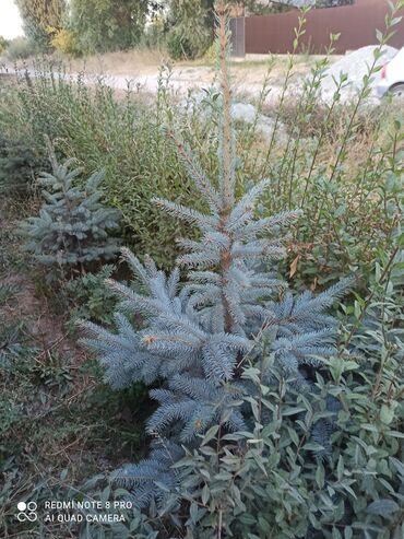 универсальный лопата: Ель голубая (Picea pungens ‘Glauca’) — декоративные саженцы для