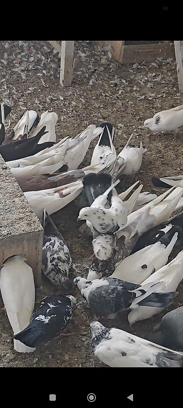 satılan atlar: Tərgizmə heyvanlardi kom satilir tek tek satilmir — 3
