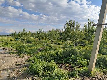 село сосновка дом: 100 соток, Для сельского хозяйства, Договор купли-продажи — 6