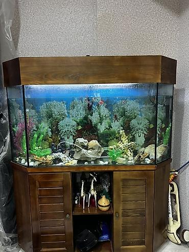 Böyük 450 l akvarium. Wkafi demiz aqacdandi wiwmir curumur indiki