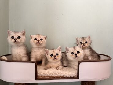 Коты: Шотландские котята доступны к брони. Родители чистокровные шотландцы