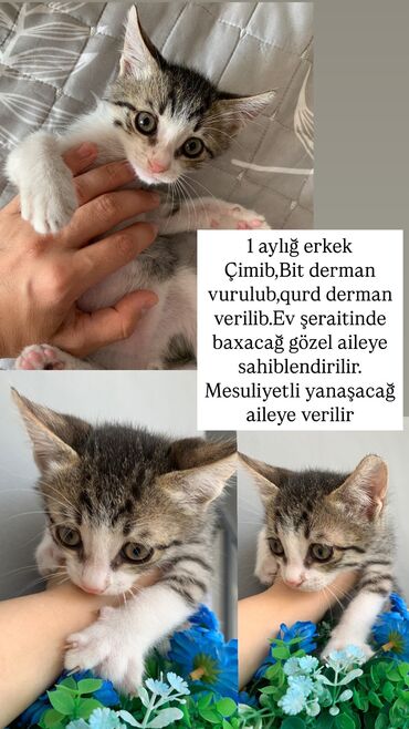 pişik sarı: Amerikan Shorthair, Erkək, Yaxşı əllərə, Ünvandan götürmə