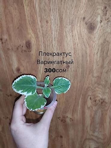 Другие комнатные растения: Комнатные растения — саженцы и черенки. 1) Живое дерево (лечебное) — — 10