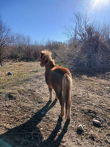 Лошади, кони: Продаю | Кобыла (самка) | Конный спорт | Племенные — 3