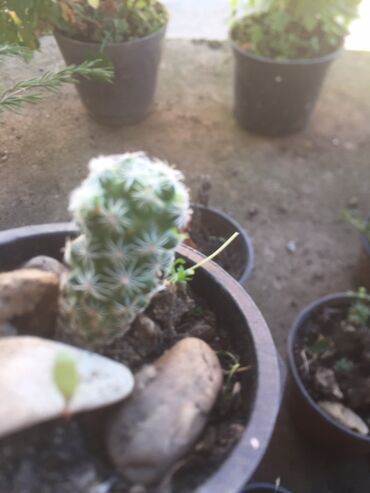 Kaktus: Kaktusi vise vrsta — 3