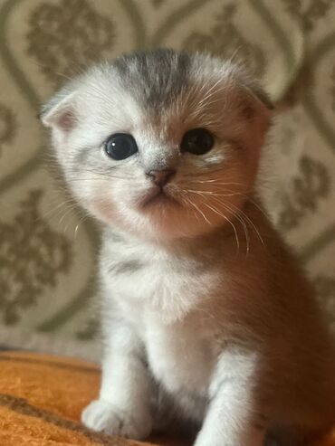 кой парода: Шотландский вислоухий котёнок (Scottish Fold) - Порода: шотландская
