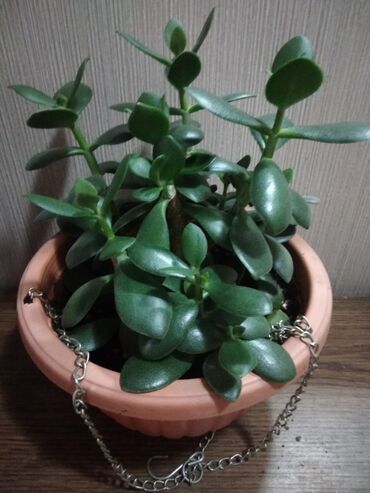 Другие комнатные растения: Суккуленты. каждый 300 сом.Алоэ 500. Молодая гвардия — 11