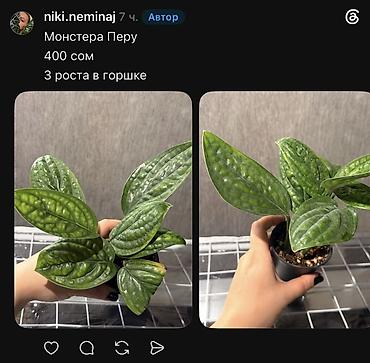 Фикусы: Внимание, освобождаю полки. Фикусы, сингониумы, Филодендроны детки — 25
