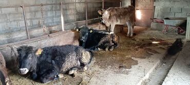 продаю породистых коров: Продаю | Тёлка | На откорм | Нетель