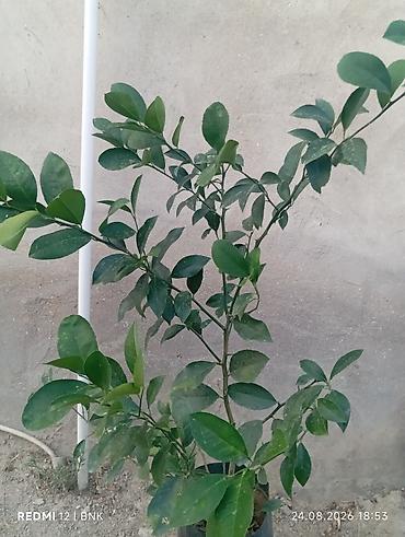 limon ağaçı: Meyvə verən saksı limon ağacı - Növ: Sitrus – limon - Saksıda — 2