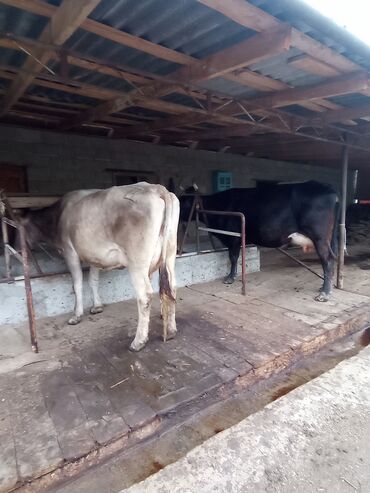 ала тоо корова: Продаю | Тёлка | Алатауская | Для молока | Стельные