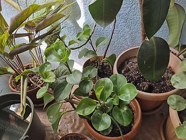 каучуконосный фикус: Фикус каучуконосный (Ficus elastica) в горшке - Крупное комнатное — 2
