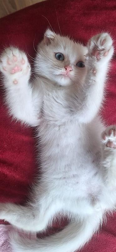 Pişiklər: Britan — 3