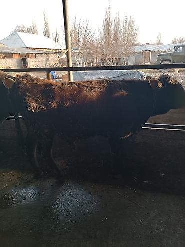 Коровы, быки: Продаю | Бык (самец) | На откорм | Привязанные — 1