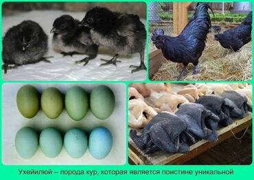 купить декоративных курей: Уникальные куры породы Ухейилюй (Uheilyuy) ЕСТЬ НЕСКОЛЬКО ПАРА ЦЕНА