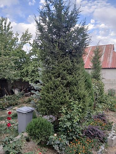 куплю барбарис: Барбарис Тунберга (декоративный кустарник) и хвойные деревья для — 4
