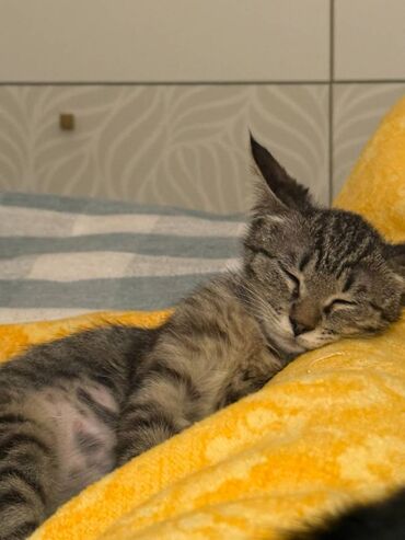 котёнок отдам даром: Котёнку 3 месяца, девочка. Котёнок очень любознательный, приучен к