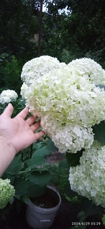 Гортензия: Саженцы Самовывоз — 2