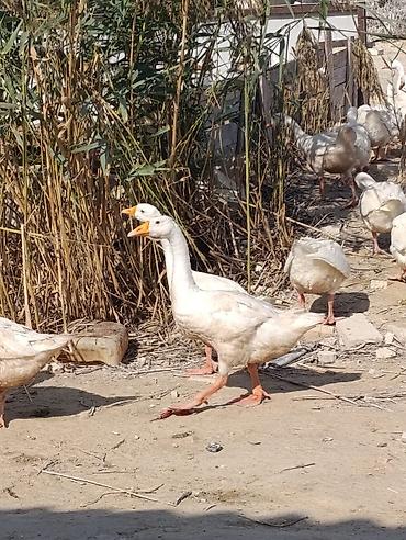Qaz: Ağ rəngli ev qazları – təsərrüfat üçün çox yönlü quşlar. 25 DENEDİR — 4