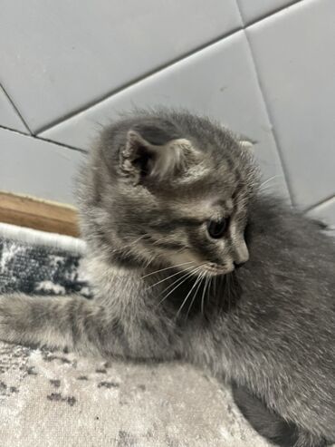 одежда для кошек сфинксов: Скотиш Фолд (Шотландиялык шалпаң кулак), 1 айлык, Эркек, Боз, Лотокко барууга үйрөтүлгөн