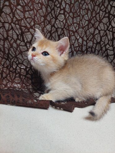 Pişiklər: Şotland, Dişi, Yaxşı əllərə, Ünvandan götürmə — 4