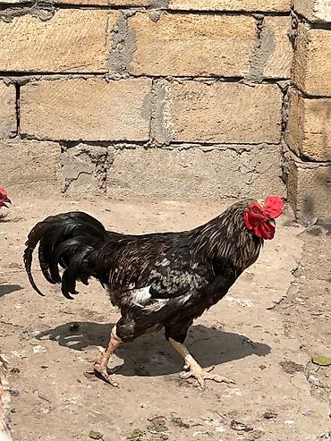 beca xoruz: Tam sağlam xoruz satılır. 10 aylıqdır. Real alıcılar əlaqə saxlaya — 2