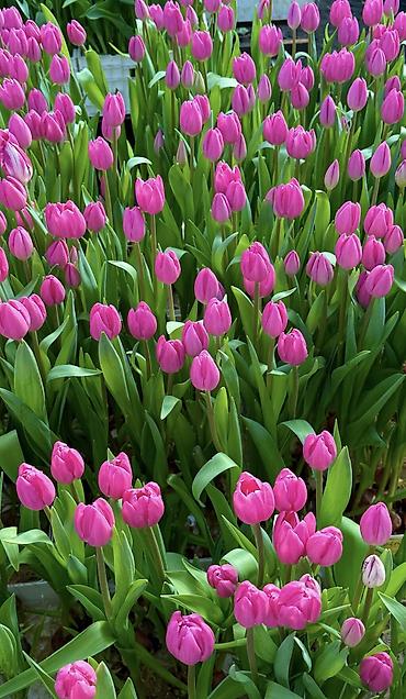 Цветы из бисера: Принимаем предзаказ тюльпанов!!! Успейте заказать!!! До 3 марта 110 — 6