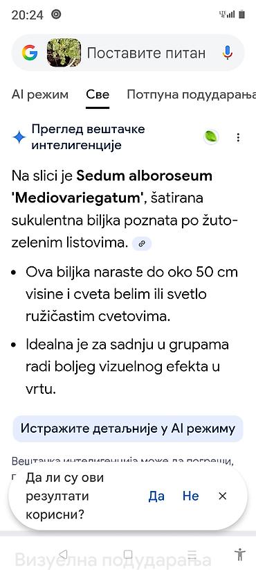 Ostale kućne biljke: Sobne i ukrasne biljke u saksijama – više vrsta - Syngonium — 20
