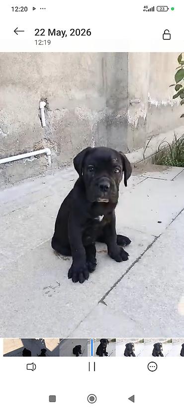 cane corso yavru: Kane-Korso, 2 ay, Erkək, Peyvəndli — 6