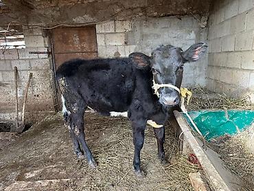 Коровы, быки: Продаю | Тёлка | Симментальская | На забой, Для разведения, Для молока | Не стельные, Племенные, Искусственник — 7