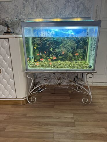купить котенка в баку: Вместе с рыбами, 160 л, Самовывоз
