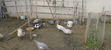 Ördəklər: Həm kəsilməli həm də damazlıq original təmiz cins lal ördəklər ( — 8