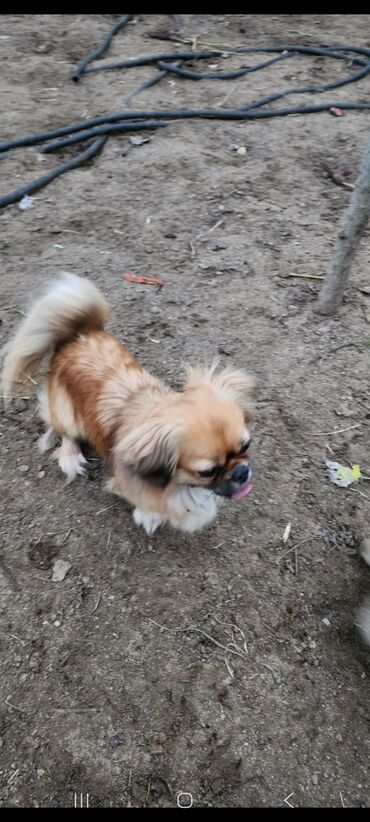 İtlər: Pekines, 1 il, Dişi, Peyvəndli, Ünvandan götürmə — 1