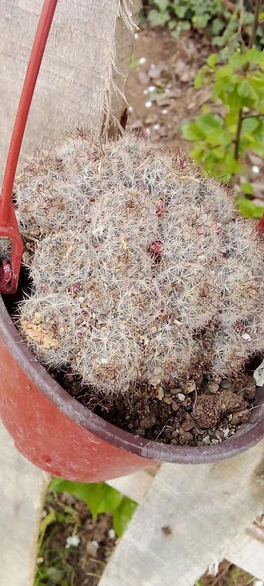 Ostale kućne biljke: Sobne i ukrasne biljke u saksijama – više vrsta - Syngonium — 3