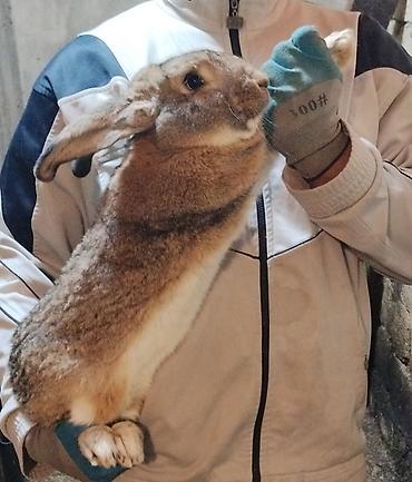 Dovşanlar: 🐇 Velikan və Kaliforniya Dovşanları Satılır Təmiz qan xəttindən olan — 2