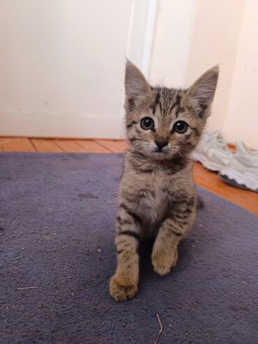 британская короткошерстная кошка золотая шиншилла: 1 месяц, Девочка, Приучена к лотку