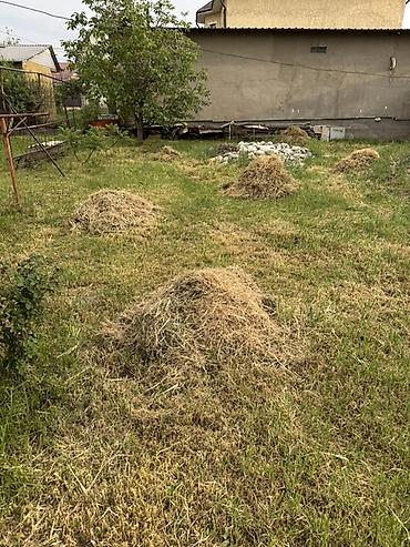 Другие кормовые травы: Сено/скошенная трава навалом. Кимге чоп керек алып кетсенер — 1