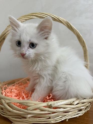 турецкая ангора: Ангорская, 2 месяца, Девочка, Белый, Приучена к лотку — 3