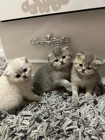 Pişiklər: Şotland yastı qulaq — 7