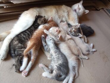 yeni doğulmuş pişik balası: Самец, Самка, В добрые руки, Самовывоз