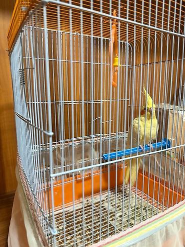 tutuqu: Növ: Nimfa (Cockatiel) – sarı rəng popuqay qefesle birlikte satilir — 4