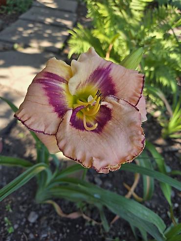 сирень цветы: Лилейник (Hemerocallis), садовая многолетняя форма. Описание: - — 2