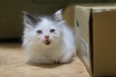 новорожденный котенок: 2 айлык, Ургаачы