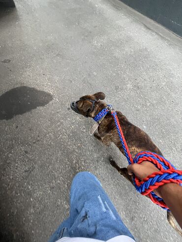 İtlər: Pitbul, 11 ay, Erkek, Ünvandan götürmə, Ödənişli çatdırılma lalafo.az -da İtlər: Pitbul, 11 ay, Erkek, Ünvandan götürmə, Ödənişli çatdırılma