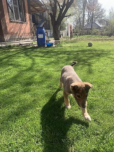 Продажа собак: Лайка, 3 месяца, Самец — 18